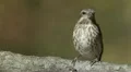 Purple Finch (Haemorhous purpureus) - Female 2 HD Footage