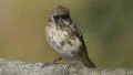 Purple Finch (Haemorhous purpureus) - Female 1 HD Footage