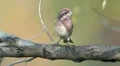 Purple Finch (Haemorhous purpureus) - Male 1 HD Footage