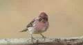 Purple Finch (Haemorhous purpureus) - Male 3 HD Footage