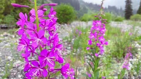 Purple fireweed flowers Stock Footage 247394918