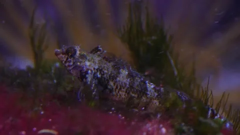 Purple fish Stock Footage 135038930