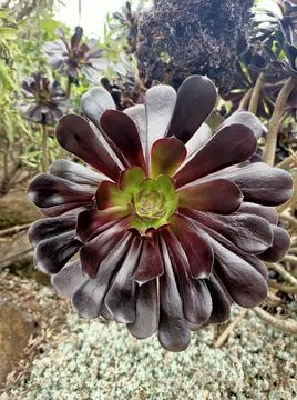 Purple Flora Stock Photos