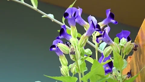 Purple flower 1 Video stock 136024076
