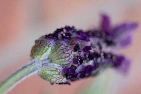 Purple Flower 2 Stock Photos