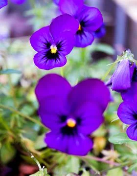 Purple Flower 2 Stock Photos