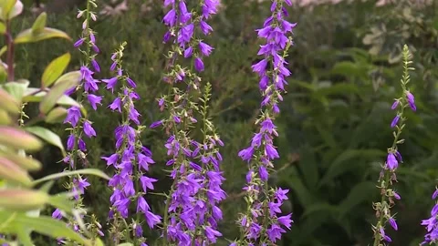 Purple flower 3944 Video stock 143880469