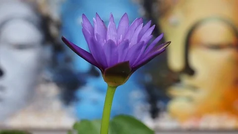 Purple flower and buda background Vídeos de archivo 72278878