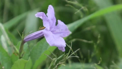 Purple Flower with Ants Playing on It Swaying in The Wind Stock Footage 238408697