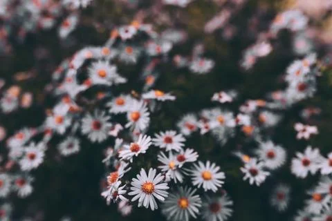 Purple flower, background, spring Stock Photos