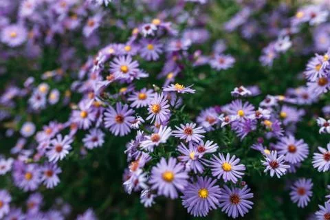 Purple flower, background, spring Stock Photos