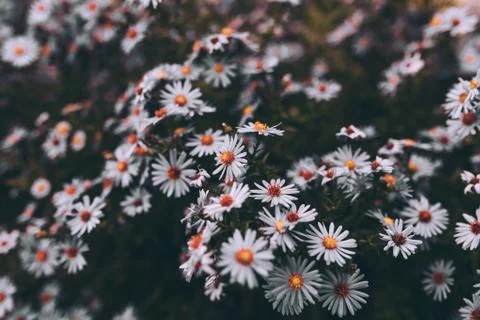 Purple flower, background, spring Stock Photos