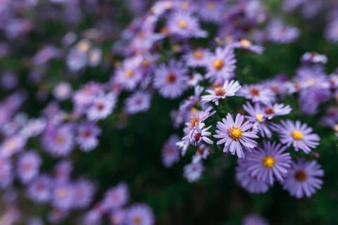 Purple flower, background, spring Stock Photos