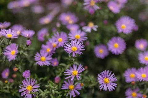 Purple flower, background, spring Stock Photos