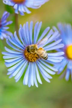 Purple flower with a bee Stock Photos
