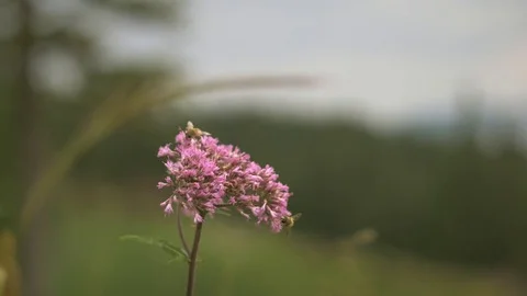 Purple flower with bees on it Video stock 81482023