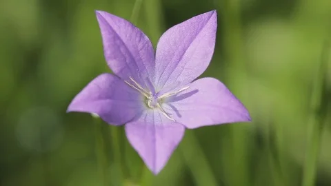 Purple flower bell. Macro. Video stock 77610497