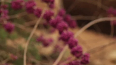 Purple flower with berries Stock Footage 57363376