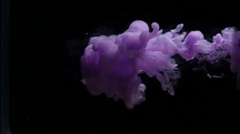 Purple flower on a black background Stock Footage 64092282