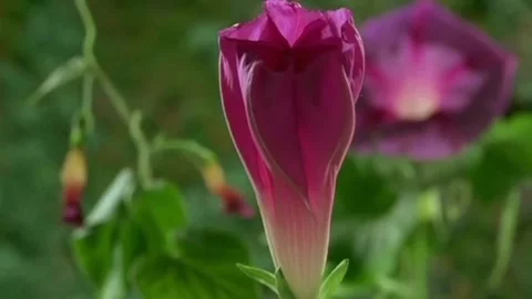 Purple flower in bloom Stock Footage 205989958