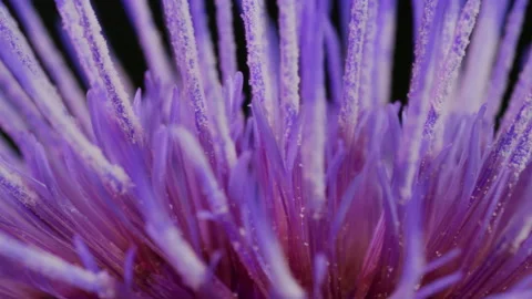 Purple flower in bloom macro Stock Footage 132330385