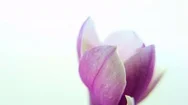 Purple Flower Blooming Against White Background Stock Footage