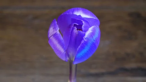 Purple flower blossoming Stock Footage 89757827