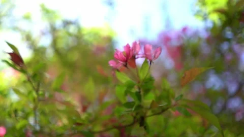 Purple flower blossoming on the tree Stock Footage 275198540