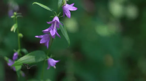 Purple Flower Blowing in the Wind Stock Footage 25327713
