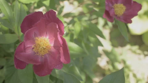 Purple flower blowing in the wind Stock Footage 156471728