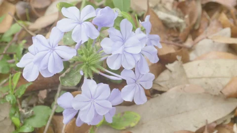 Purple Flower  Blowing in the Wind Stock Footage 172266316