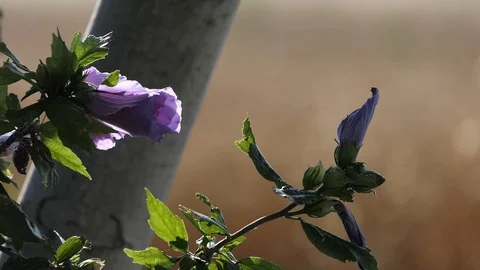 Purple flower with blurred foreground Video stock 112002480