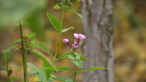 Purple Flower in the Blurry Background Stock Footage 72437859