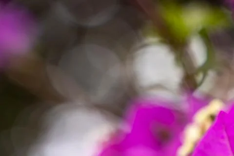 Purple Flower Bokeh ( blur ) for Background. Blurry Flower for Background Stock Photos
