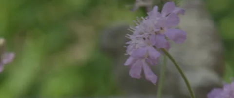 Purple Flower in a breeze Stock Footage 137046975