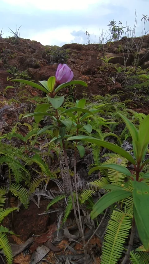 Purple flower bud mountain Stock Footage 336045523