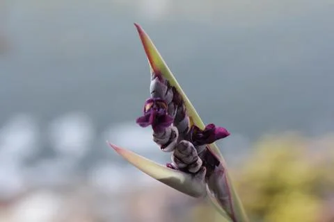 Purple Flower Bud by the Ocean Stock Photos