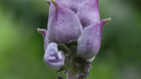 Purple Flower Bud - Tilt up Stock Footage