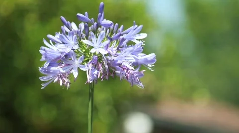 Purple Flower Close 2 Stock Footage 738765