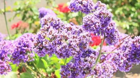 Purple Flower Close 4 Video stock 759529