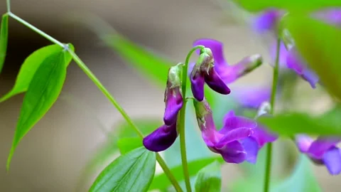 Purple flower close-up.  Blurred background Stock Footage 215574143