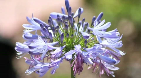 Purple Flower Close Stock Footage 738792