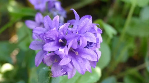Purple Flower Close Up Stock Footage 53878419