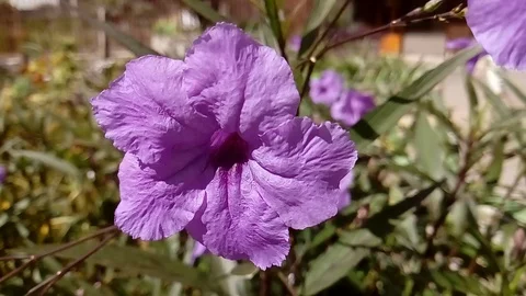 Purple flower close up Stock Footage 114573652