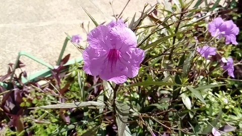 Purple flower close up Stock Footage 114573701