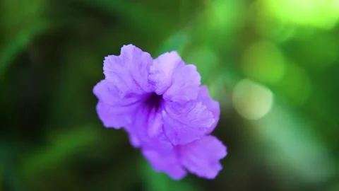Purple Flower Close-up Stock Footage 159868217