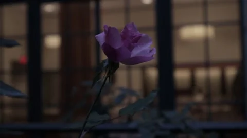 Purple flower Close up Stock Footage 172253005