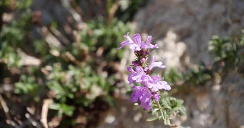 Purple flower - close up 스톡 동영상 231856546