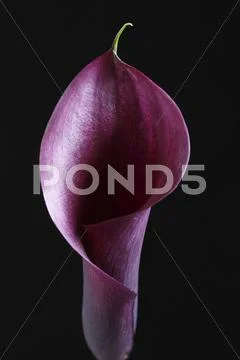 Purple flower close-up Stock Photos