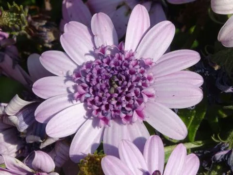 Purple Flower Close Up Stock Photos